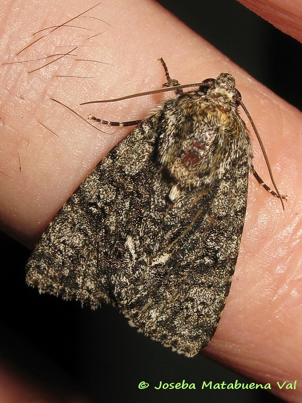 Acronicta (Viminia) rumicis - Noctuidae